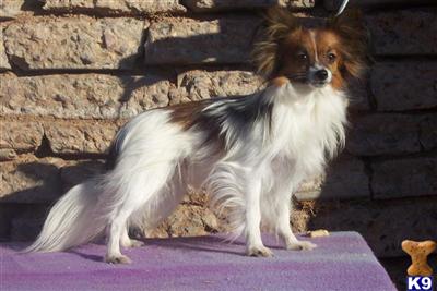 Stud Dogs - Papillon